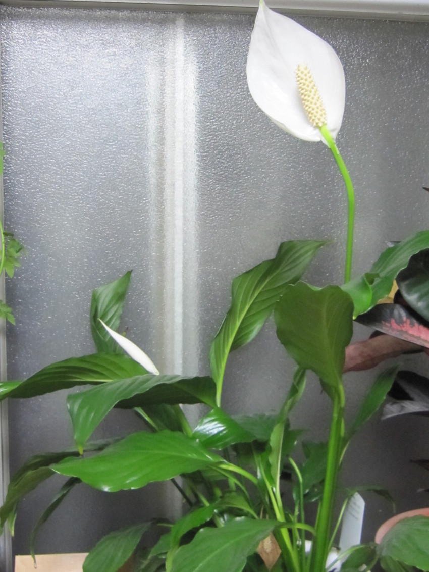 植木祭り2 001